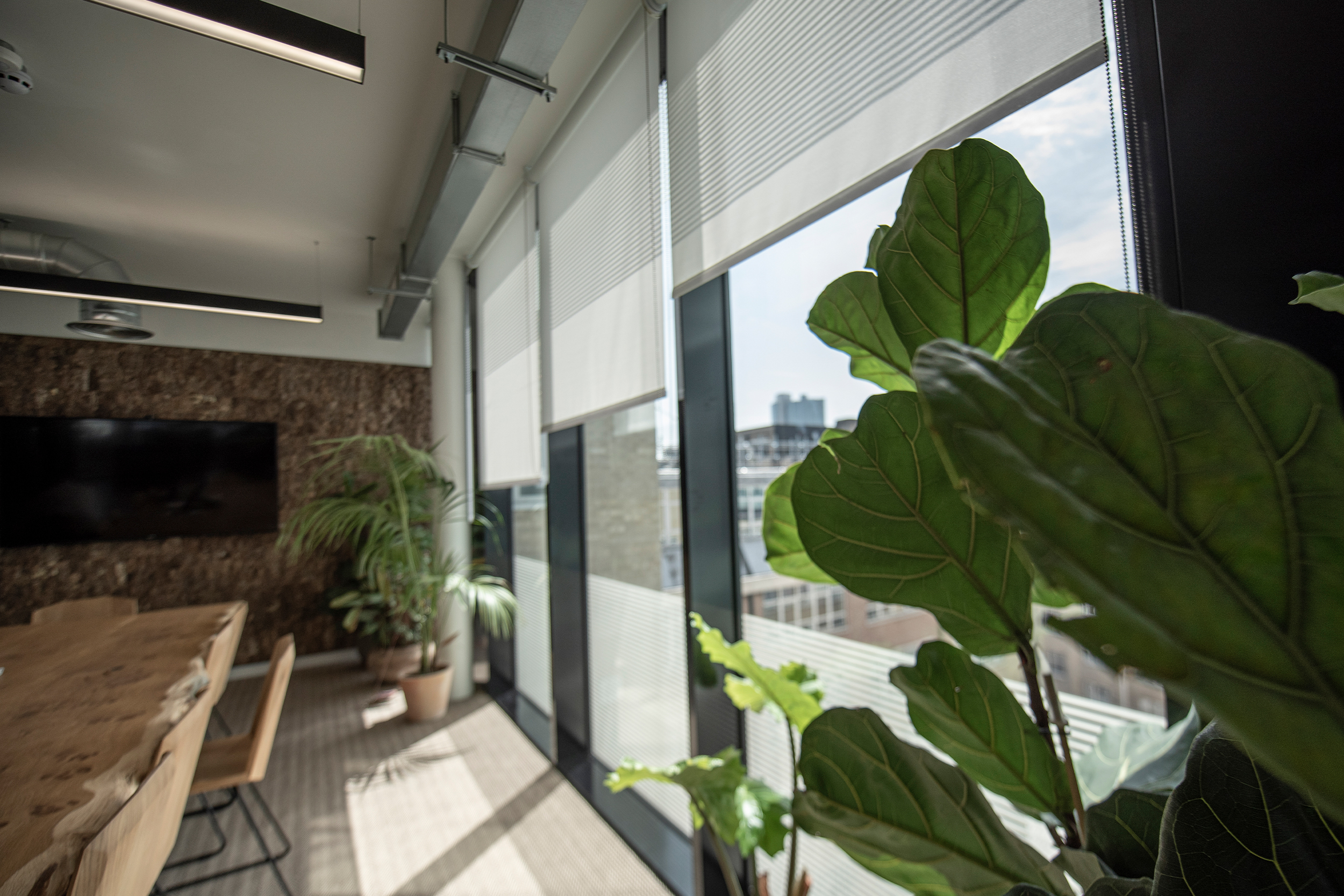 Decorquip white roller blinds partially lowered across large windows in an open-plan office
