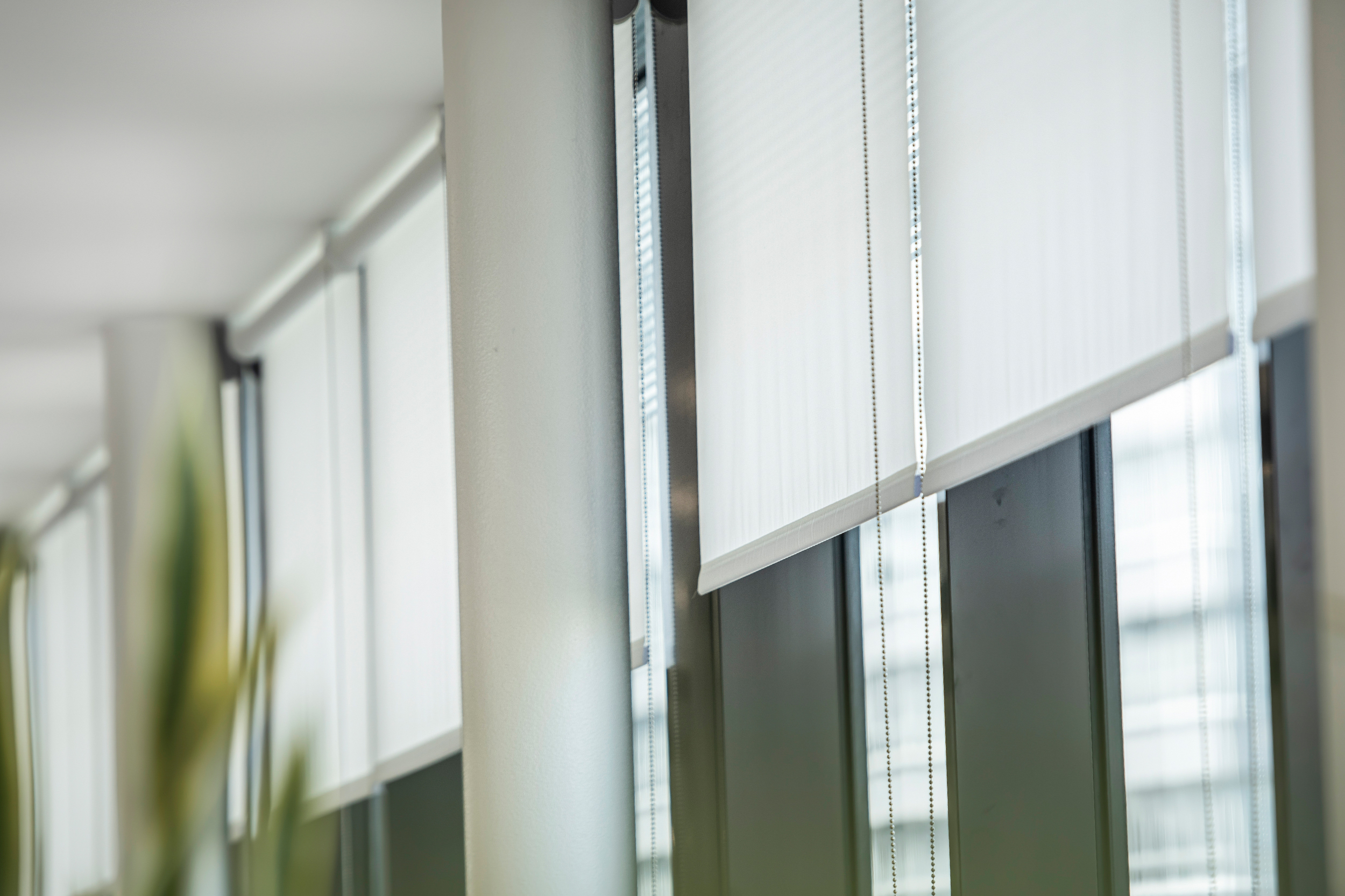 Decorquip white roller blinds partially lowered across large windows in an open-plan office